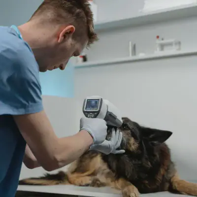 Veterinarian