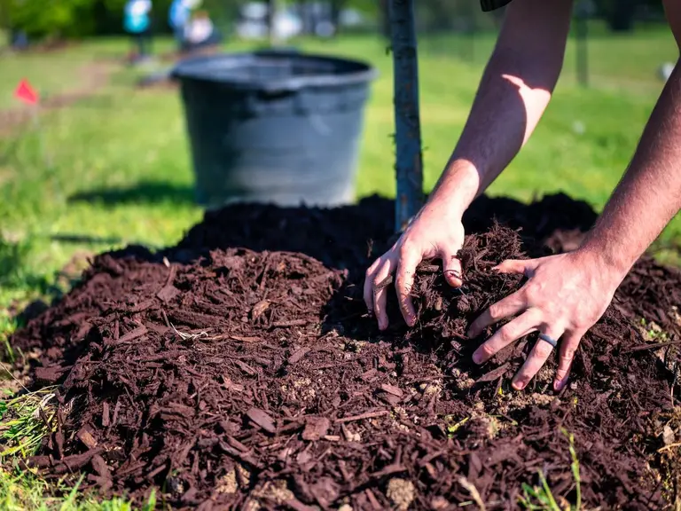 A pair of hands packing dark mulch around the base of a newly staked young tree